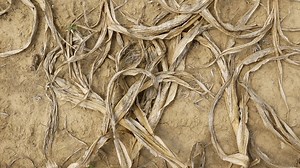 Time-lapse video: Drought withers corn