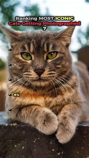 Most ICONIC Cats Getting Photographed 7 📸🐱