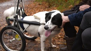 56K views · 205 reactions | "Er hat mich aus dem Rollstuhl geholt."...