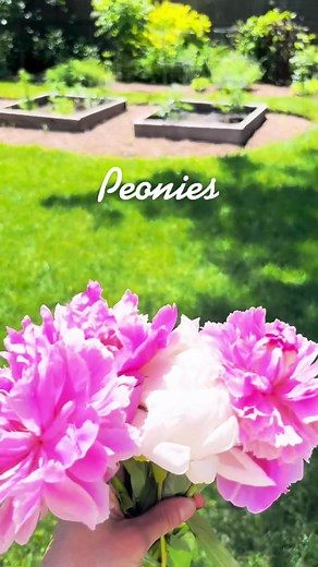 How to Pronounce Peony Correctly | Flower Garden Tips