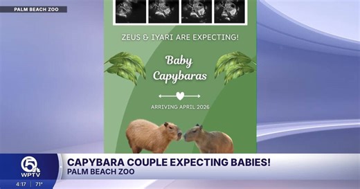 Capybara couple expecting babies at Palm Beach Zoo