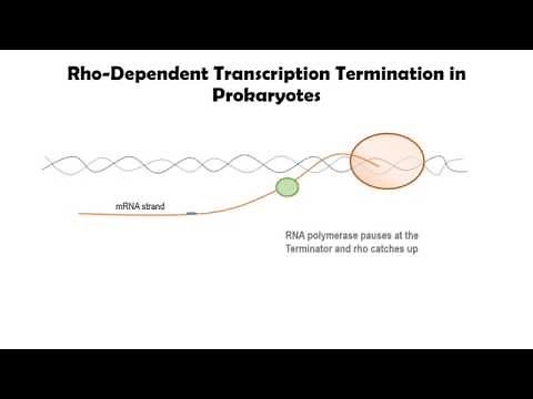 Rho-dependent Transcription Termination in Prokaryotes