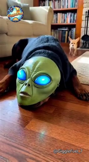 Chihuahua's Hilarious Reaction to Alien-Like Rottweiler