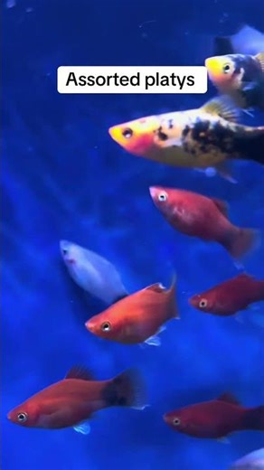 Assorted platys (2026)