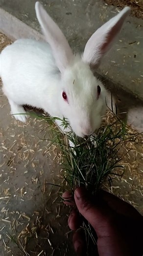 "Cute Rabbits Doing Funny Things 🐇Bunny #CuteAnimals #youtube#AnimalVideos #RabbitLovers #CutePets