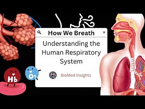 The Human Respiratory System: How We Breathe
