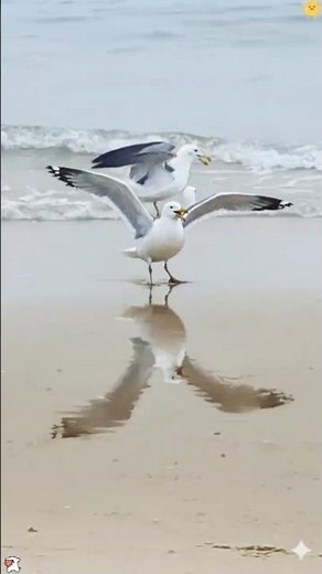 These Seagulls Are Actually Sky Criminals 😭🕊️