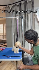 Meet this Dutch a first time puppy who came for his first grooming he did super well and was really brave i believe he really enjoyed his time he seems to have a love for his own hair the way he keeps trying to eat it 🫶🏽😂#dallas #cutsbytrin #puppy#poodle🐩 | Tristan Lee