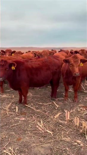 50 Purebred Red Angus - Bred Heifers For Sale