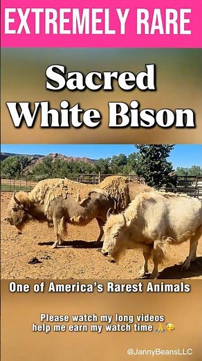 Extremely Rare White Bison 🦬