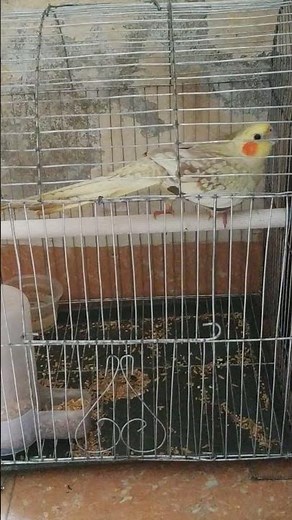 female Cockatiel Mating Call