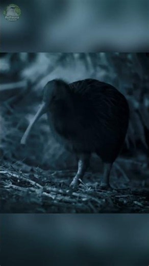 This Flightless Bird Hunts in the Dark