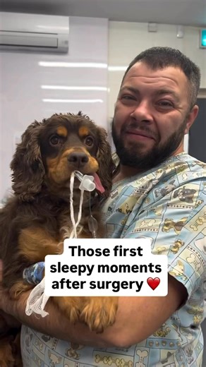 From surgery to recovery 🤍 Castration done, anaesthetic wearing off, and straight into calm, monitored recovery ❤️‍🩹 | Preston Vets