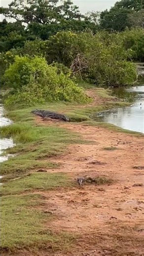 Beauty of Yala Safari Park