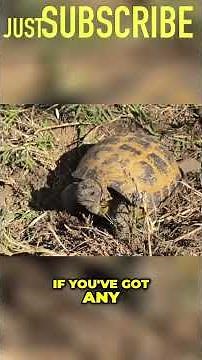Russian Tortoises Need Our Help and Deserve Our Attention and Respect