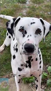 Dalmatians Explained Temperament History Myths