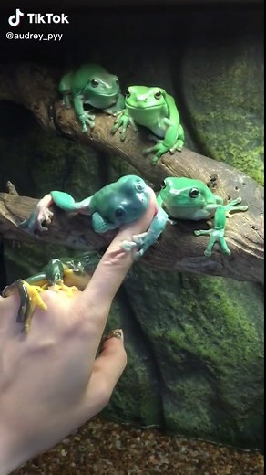 Green Tree Frogs - Fascinating Facts and Care Tips