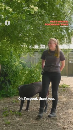 1M views · 12K reactions | Introducing Hugo, the Cane Corso... Stream Pete Wicks: For Dogs' Sake free on U. | StreamOnU | Facebook