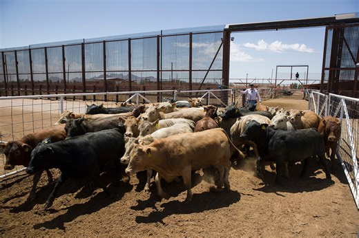 UPDATE: US again halts imports of Mexican cattle