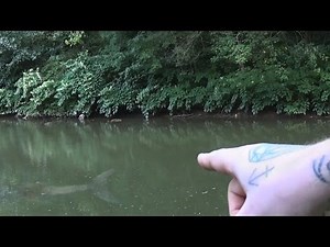 Real Mermaid Caught on Tape