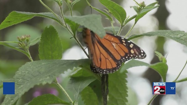 Project Milkweed: TDOT giving out free seeds to support Monarch butterfly population
