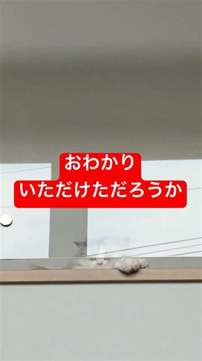 おわかりいただけただろうか #猫のいる生活 #ミヌエット #cat