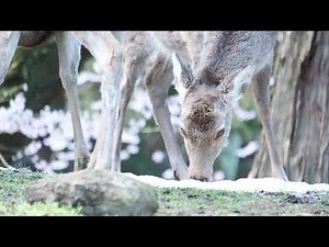 奈良公園 3月最終日の鹿さんと桜