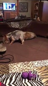 2.1K views · 294 reactions | Can we say ....... sign Izzy up for next years " Puppy Bowl"? Go Izzy ❤ lol Thanks Izzy's Mommy, Andrea Robinson Schatz. | Yorkies Care | Facebook