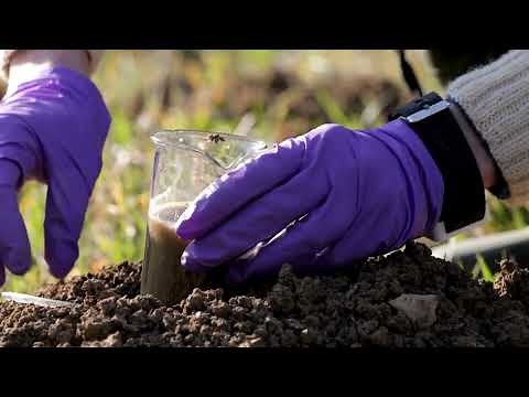 Why Are My Cannabis Leaves Curling Up or Down