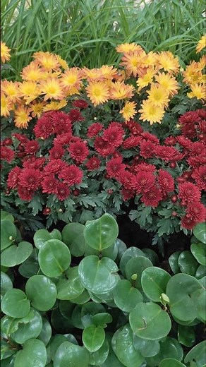 Beautiful flowers at King Khalid Airport, Riyadh, Saudi Arabia