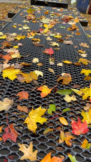 24K views · 1.5K reactions | Relaxing Walk , Autumn  New York  | New York Photo | Facebook