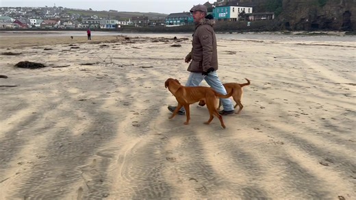 39K views · 230 reactions | A recall from dogs followed by “Here!” First Truman, then Tink. A looser version of the ‘Heel’ command. Far less formal and allows the dogs more freedom whilst still being close to you. Thoughts? | Take the Lead Dog Training | Facebook