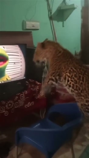 Angry Tiger 🐯 😠 Came my House Broke my PC 😭 !!! #1080p#tiger