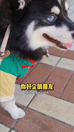 First Class Pets Singapore Grooming & SPA services for your Dogs cats and rabbits First Class Pets 新加坡宠物美容和水疗服务 #petgrooming #spa #petshop #firstclasspets #jurongkechil #beautyworld #bukittimah #sgpethaven #singaporepetparadise #petlovesg #petboutique #新加坡宠物店 #宠物店 #宠物美容 #新加坡宠物美容 First Class Pets | Bibipew