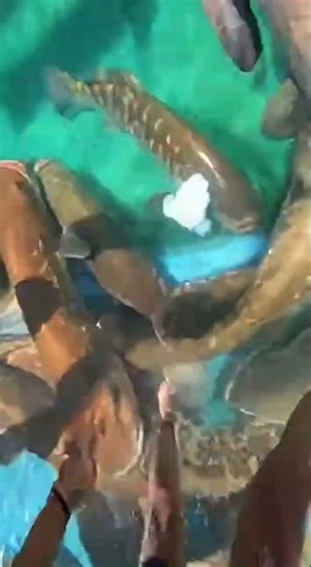 Waterslide into pool of giant fish #funny #comedy