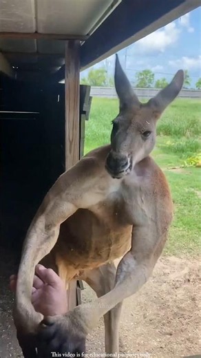 This Animal Can Jump 25 Feet in a Single Leap! 😳🦘#shorts #trending #viralvideo