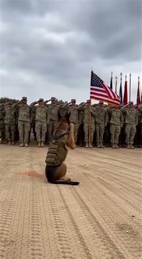 A Loyal Salute: The Bond of Bravery 🇺🇸