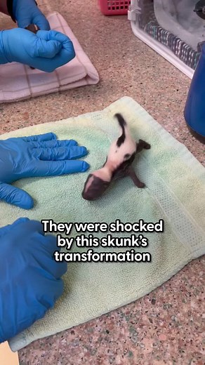 Teeny-Tiny Skunks Welcoming a New Sibling | Skunk Pets Video