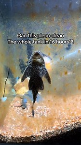 157K views · 1K reactions | Plecos are crazy!! #fish #fishtank #aquarium #fishtok #flowerhorn #pleco #plecostomus #cleanerfish #algae #algeacare | Fish Tank | Facebook