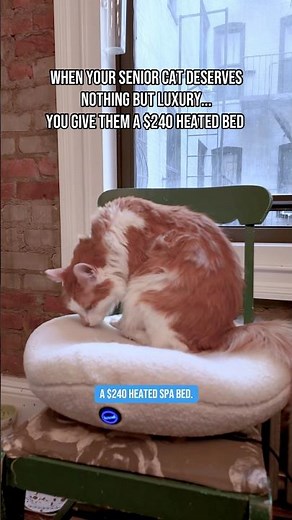 Knead Heated Cat Bed Review! Senior Cat 🤝 Spa Day 🐈😭 #cattoys #catbed