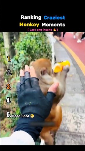 Ranking Craziest Monkey Moments 😂