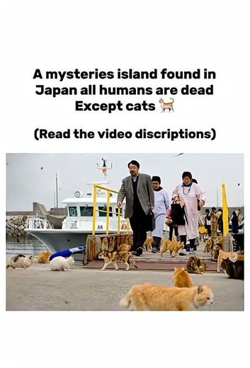 The cat island Japan 🐈! #history #horror #truestory #creepy #viral #reels #shorts