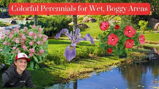 5 colorful perennial plants for wet garden areas