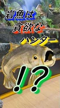 【渓流魚飼育（イワナ飼育）】岩魚は貪欲なハンター！？ #渓流#イワナ#日本淡水魚#アクアリウム#水槽#飼育