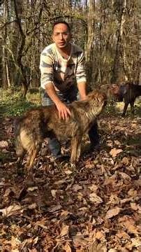 🇮🇷 سگ‌های اصیل ایرانی | 🇩🇪 Iranische Hunderassen | 🇺🇸 Iranian Dog Breeds