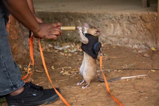 Meet the giant rats fighting wildlife trafficking