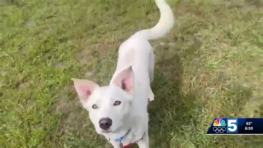 Pet Connection: Max is one of three adorable dogs up for adoption this week!