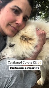 This is an incredible dog, doing exactly what it’s bred for. This owner should be very proud, but it does bring up a really important point. Too many people pick the wrong breed for their lifestyle. Great Pyrenees do not do well in apartments, but it is not terribly uncommon for me to see that. Do not pick your dog breed as if you are simply swiping on Tinder, instead look deeper than just looks. Look to see if your lifestyle matches that of the dog that you’re bringing into your house. | Say It