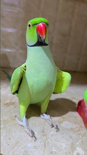 ❤️🦜 ... #shortsfeed #parrottalking #youtubeshorts #parrot #shorts