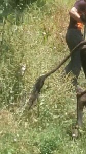 63K views · 561 reactions | 60055 85296 Cross hf milking cow for sale #viralreelschallenge2025viralreelschallengejaiviralreelschallengeviralreelschallenge 2nd lactation with female calf 2.5months Milk record 14ltr Present milk 12ltr garantee Rate 80k Location main Bandipora | Land of Kashmir | Facebook